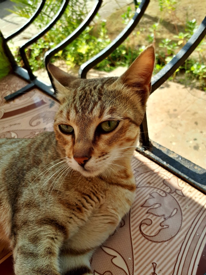 cat