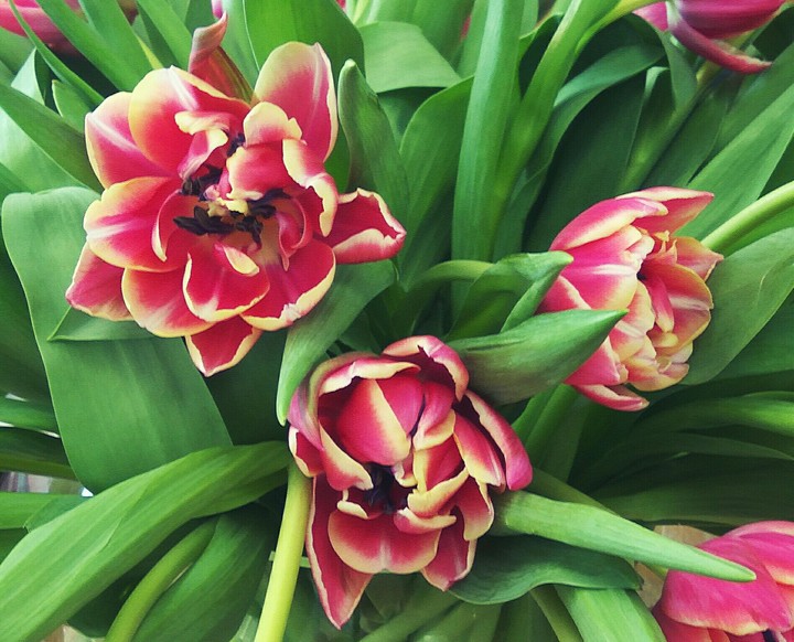 tulip