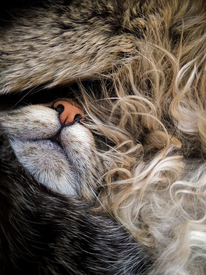 Bundle cat