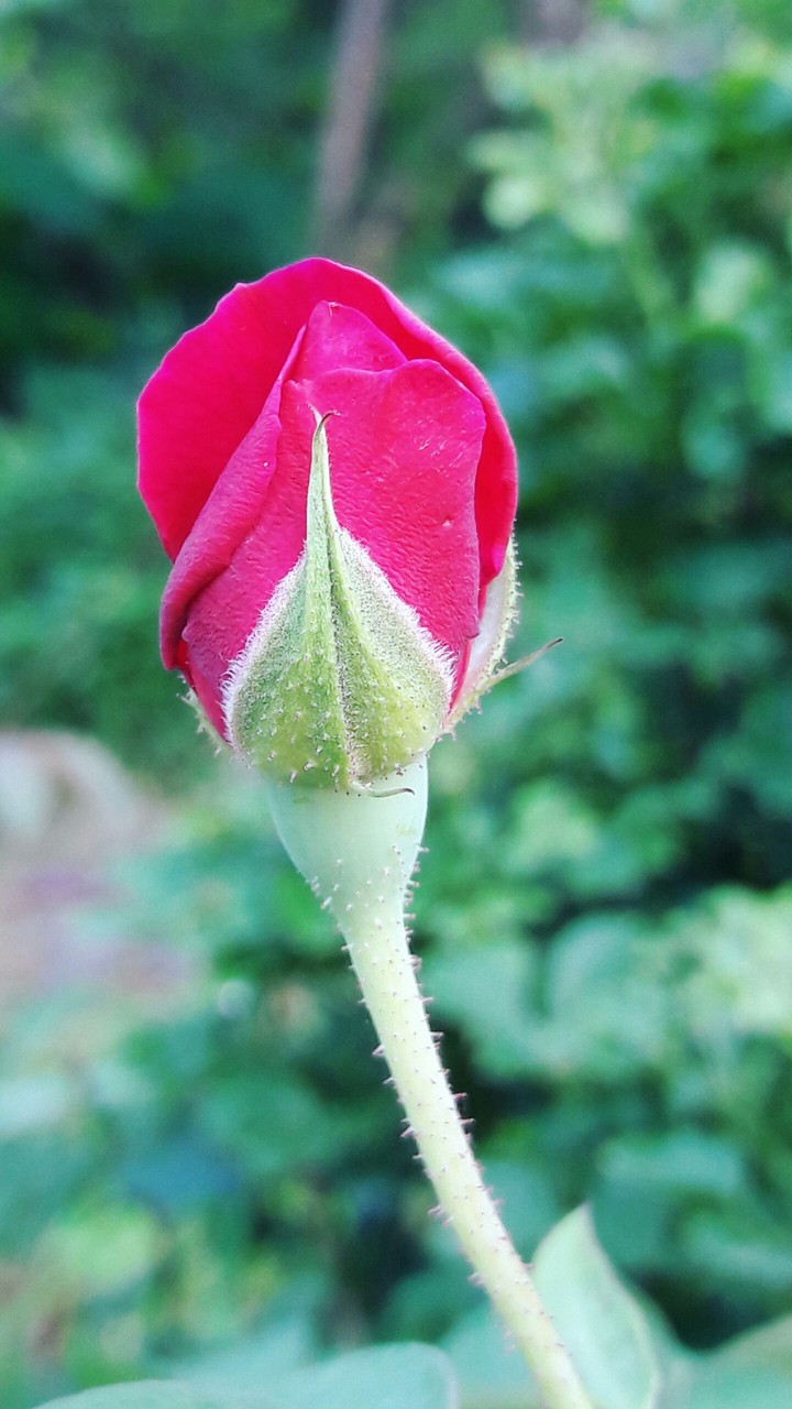 hd