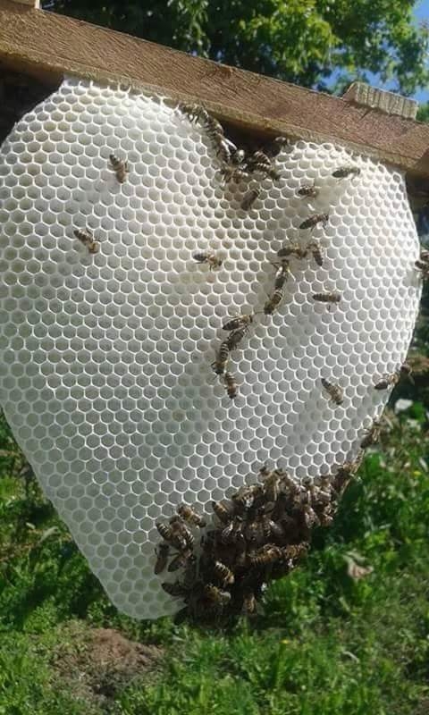 honey