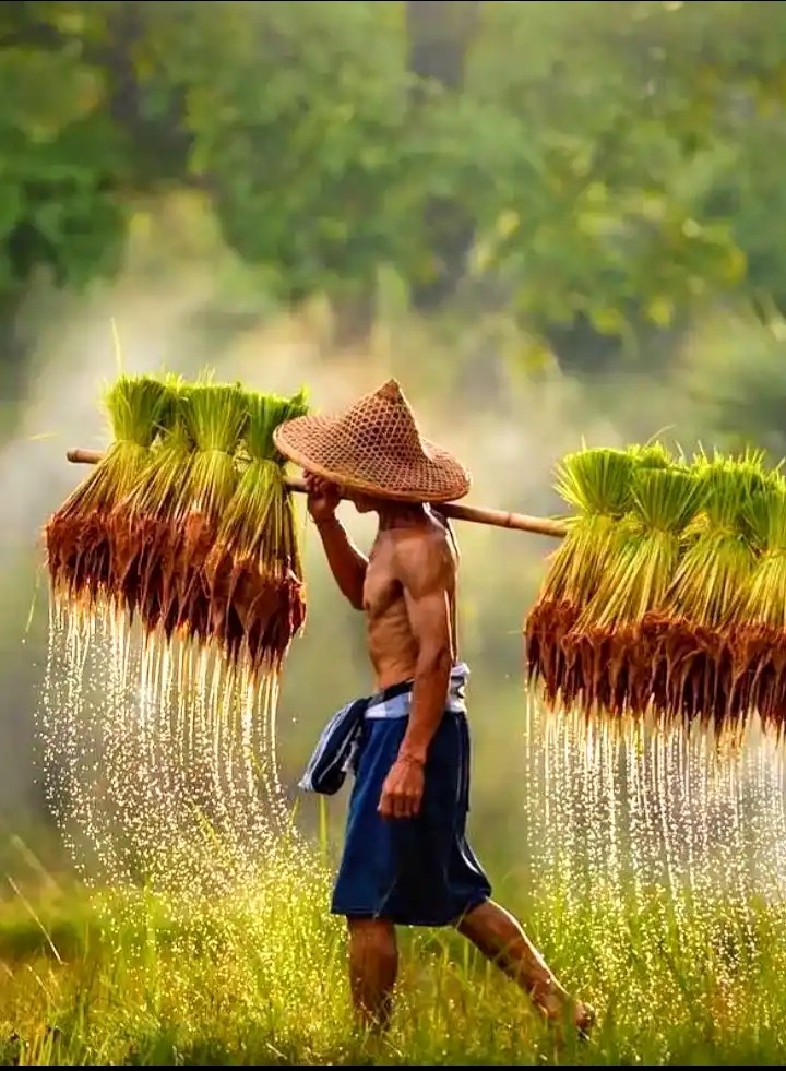 Farmer