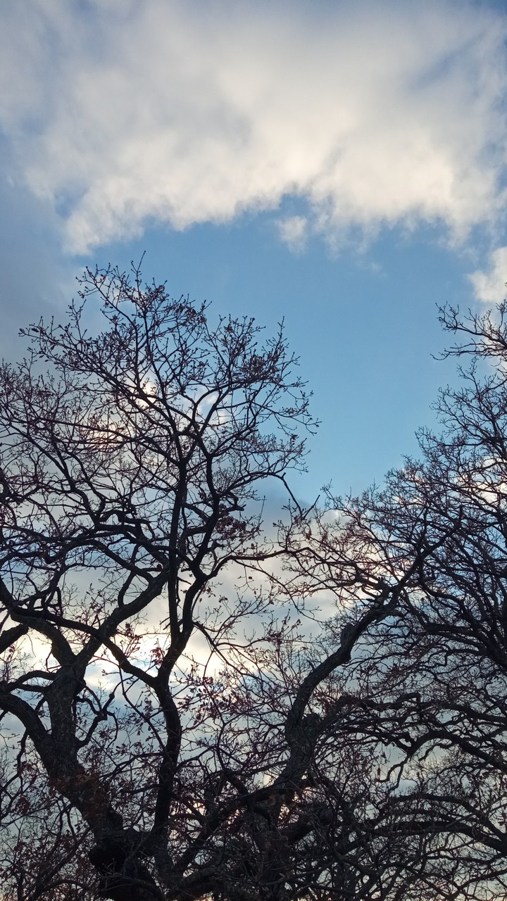 Ascending Tree