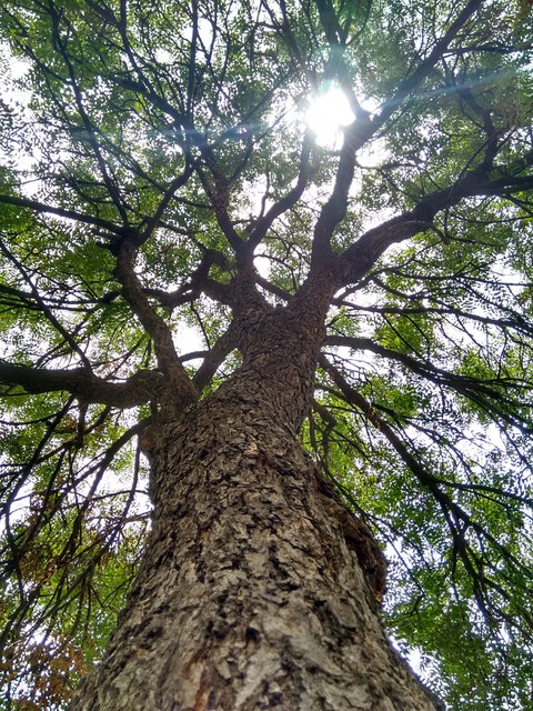 a tree
