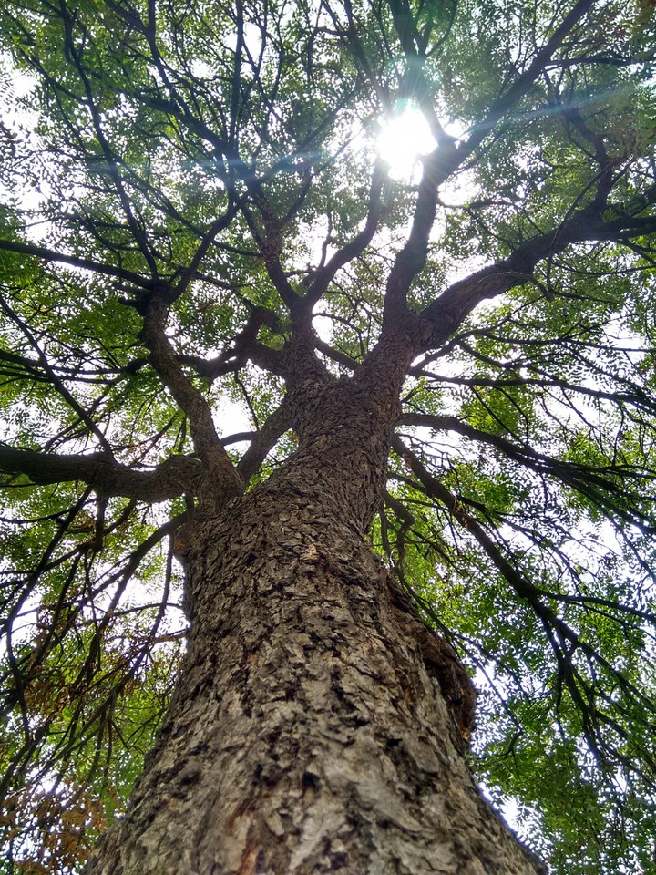 a tree