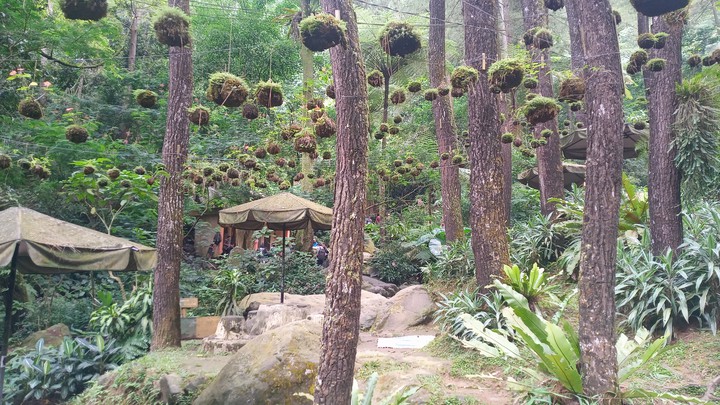 hangon tree
