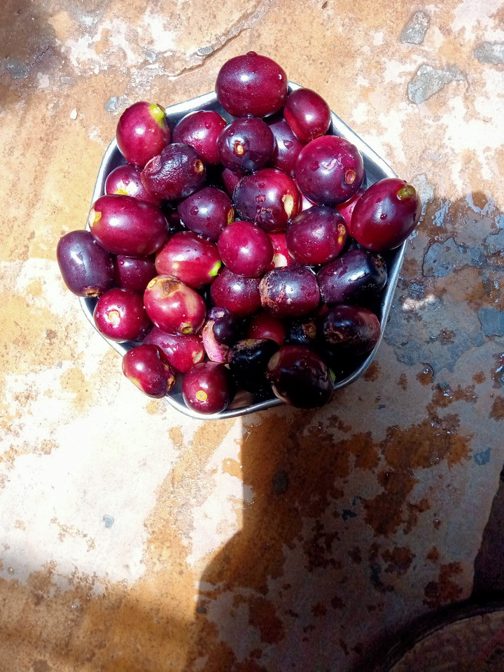 This session fruits Jamun (java plum)