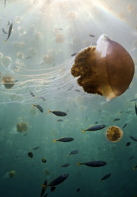 Jellyfish