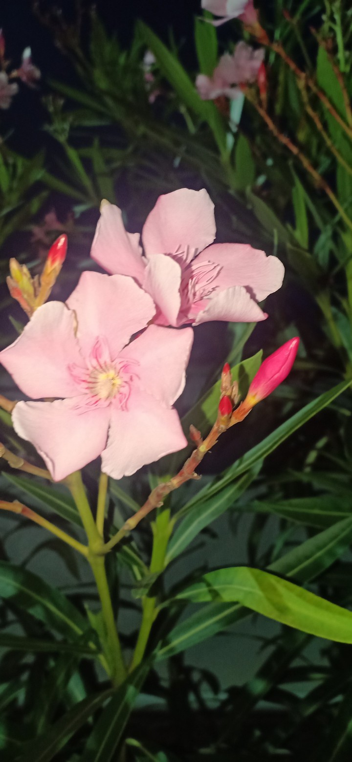 pink