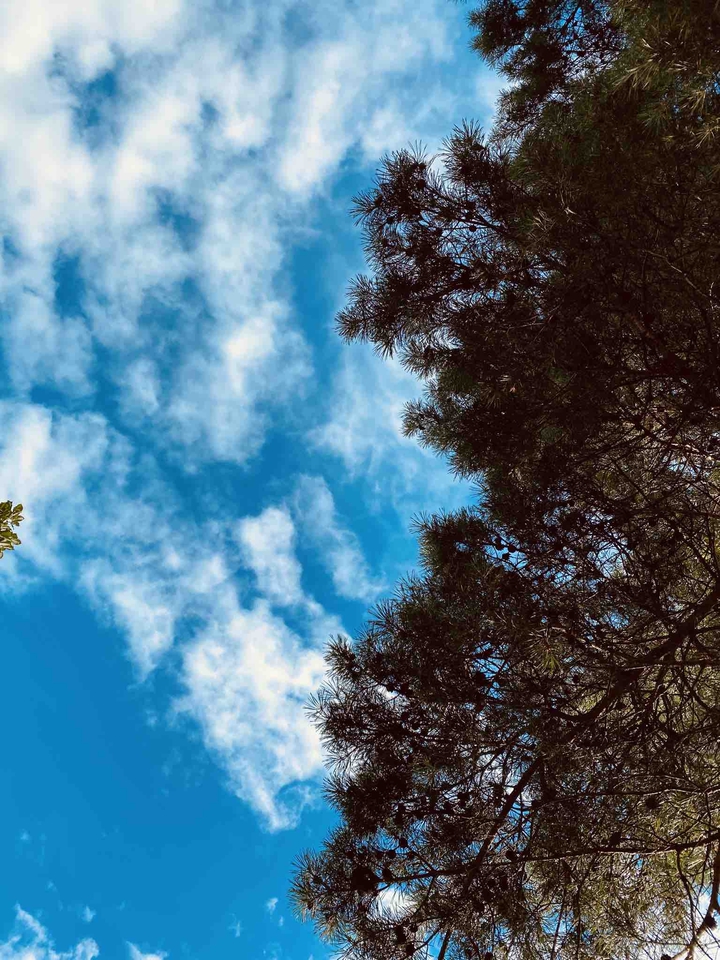 pine