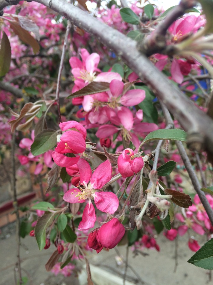 flowers
