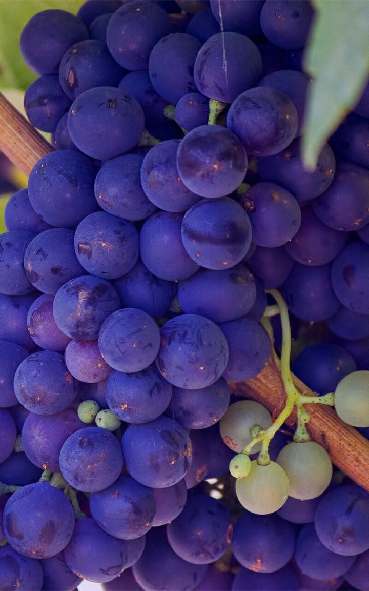 Grapes Fruits ♡HM♡
