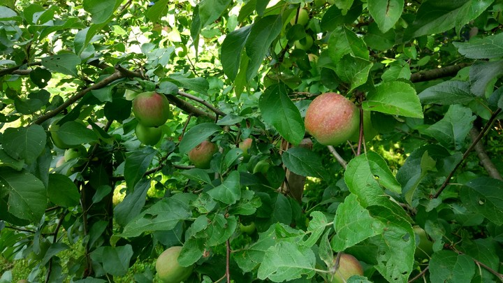 apple