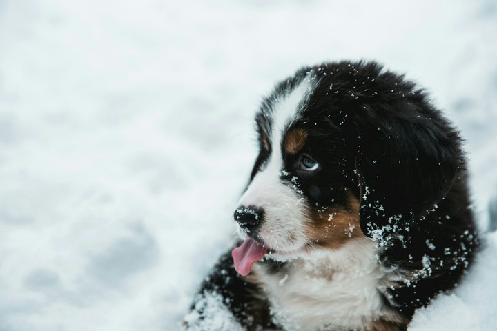 cute puppy in snow