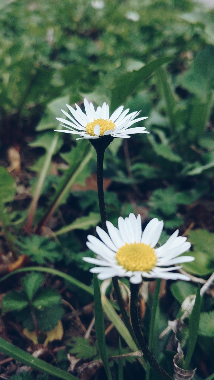 Daisy power.