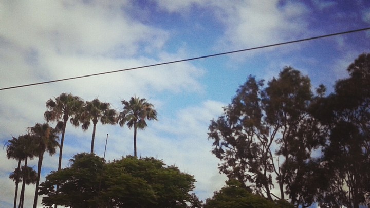 Palm Trees