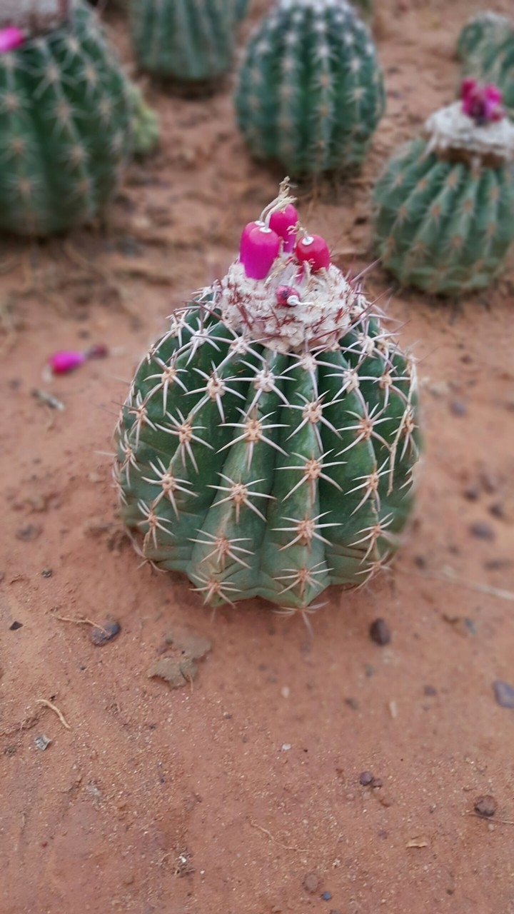 cactus