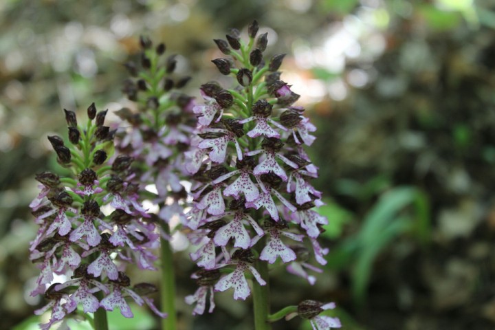 Orchidee