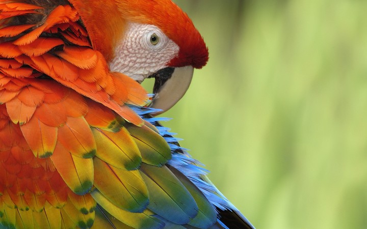 parrot lovers
