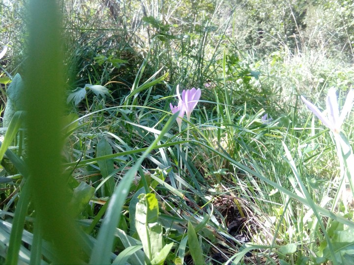 only mountain's flower