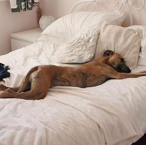 Dog or...??