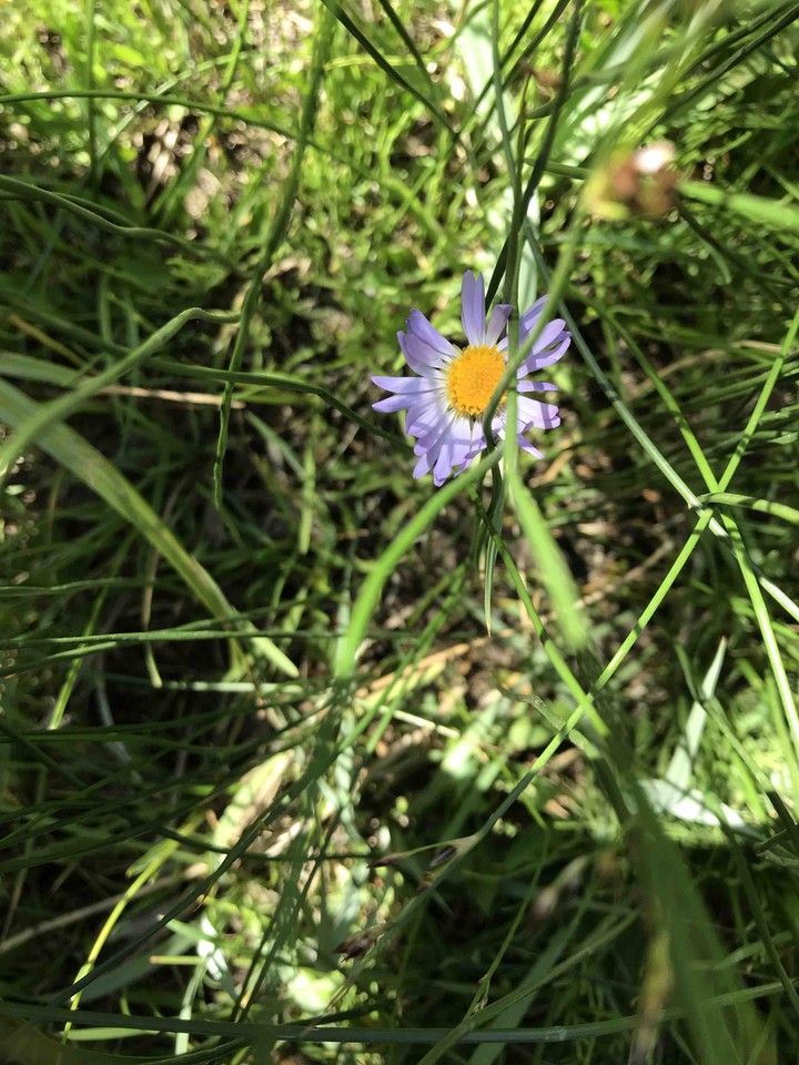 wild flower
