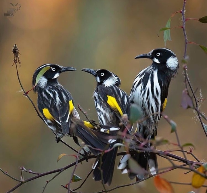 Birds
