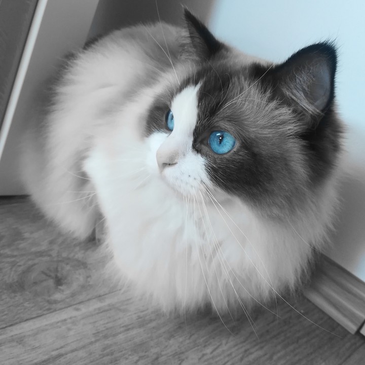 ragdoll cat