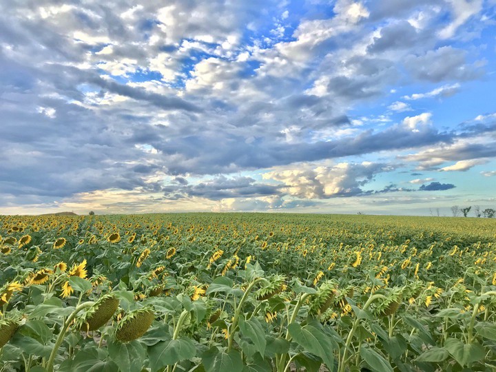 sunflowers bloom