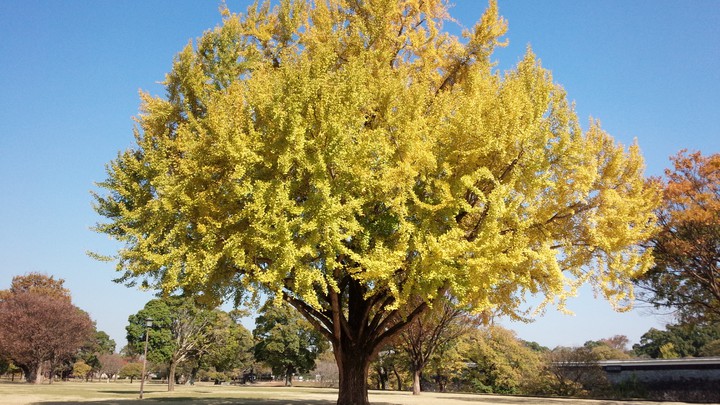 Autumn