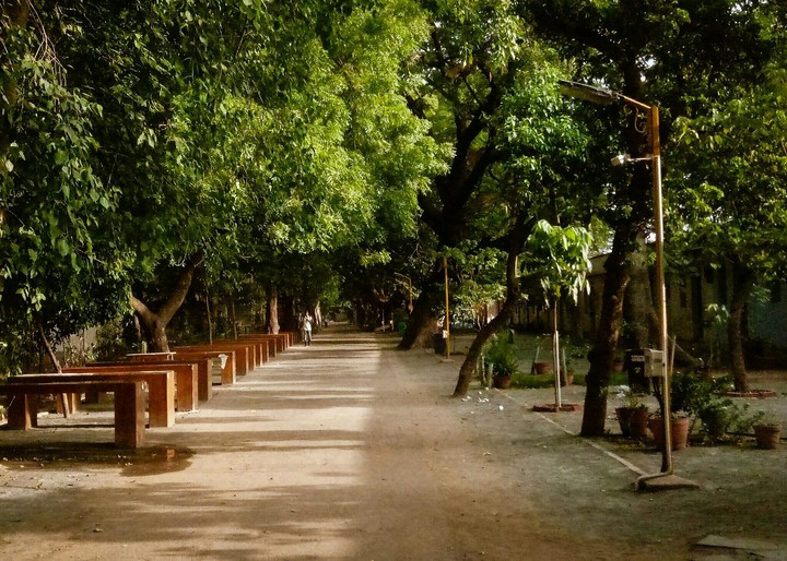 forests