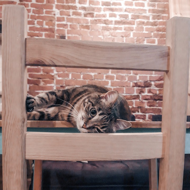 Отдыхающий кот