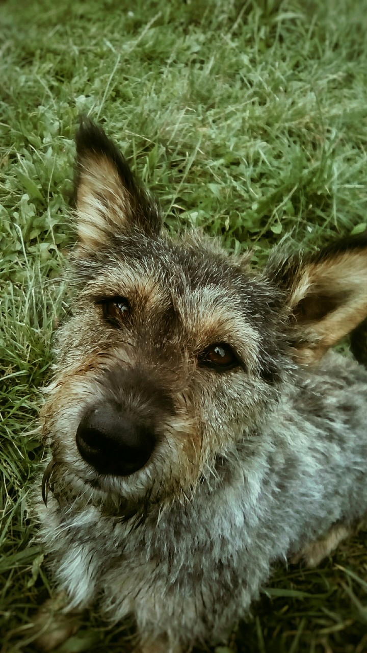 dog