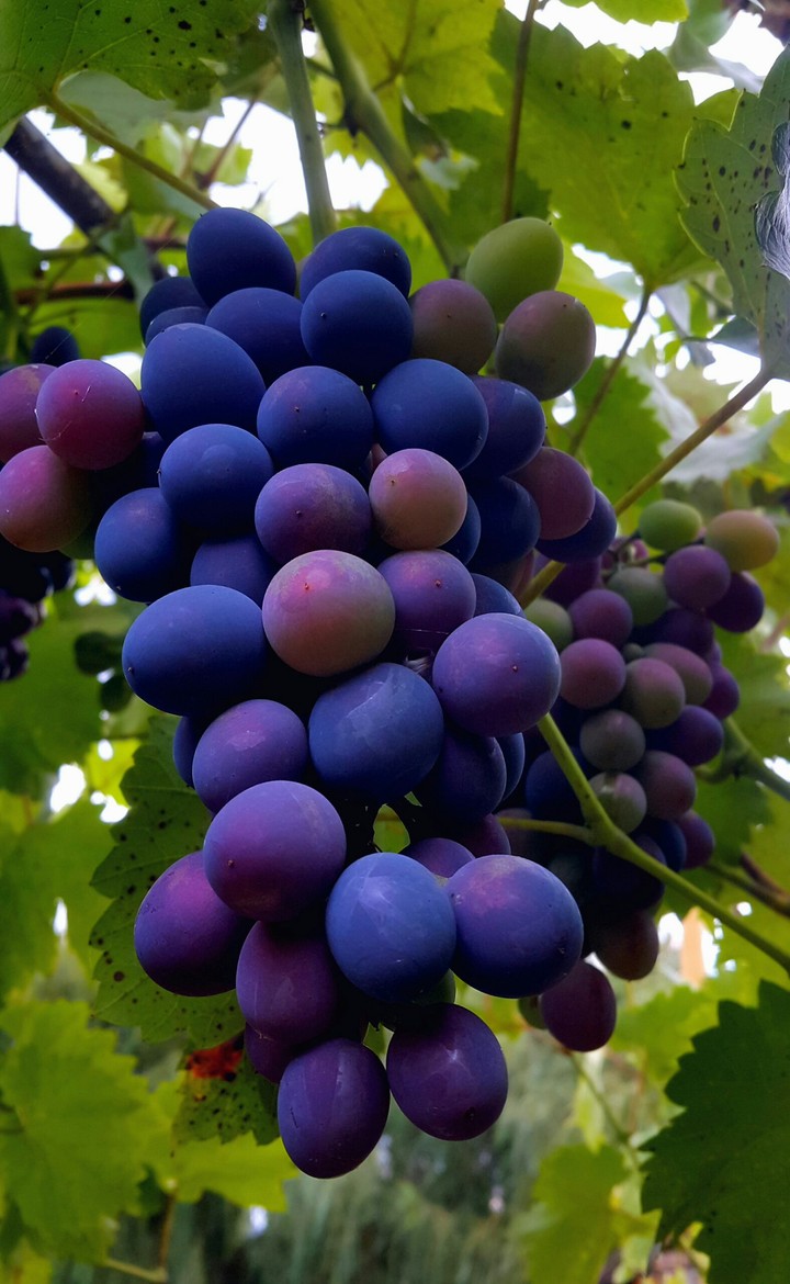 fruits of autumn