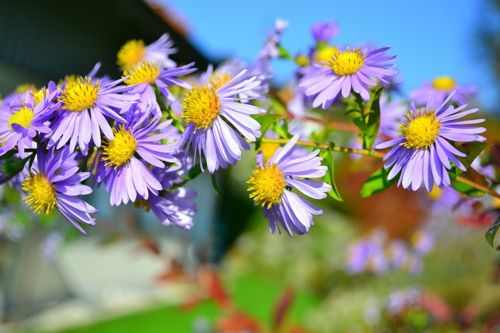 Flowers