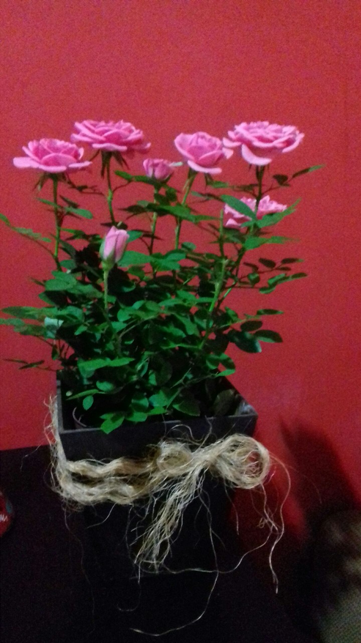 rosas