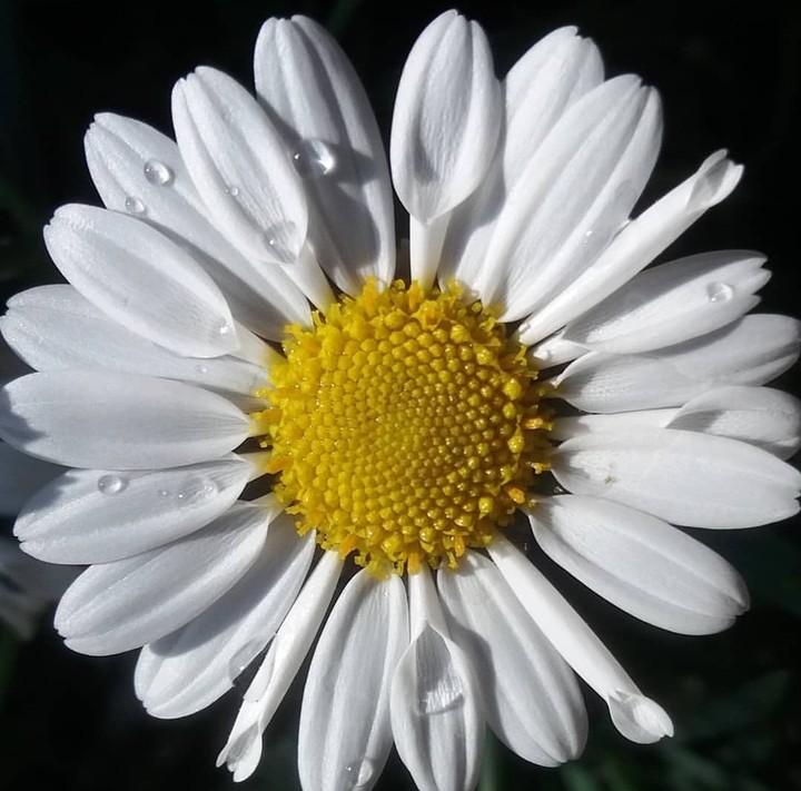 macro