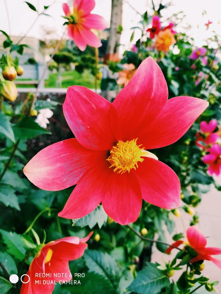 flowers