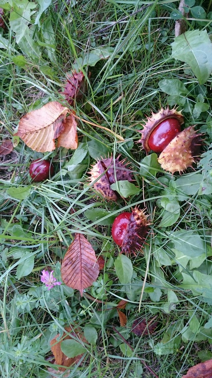 Kasztany