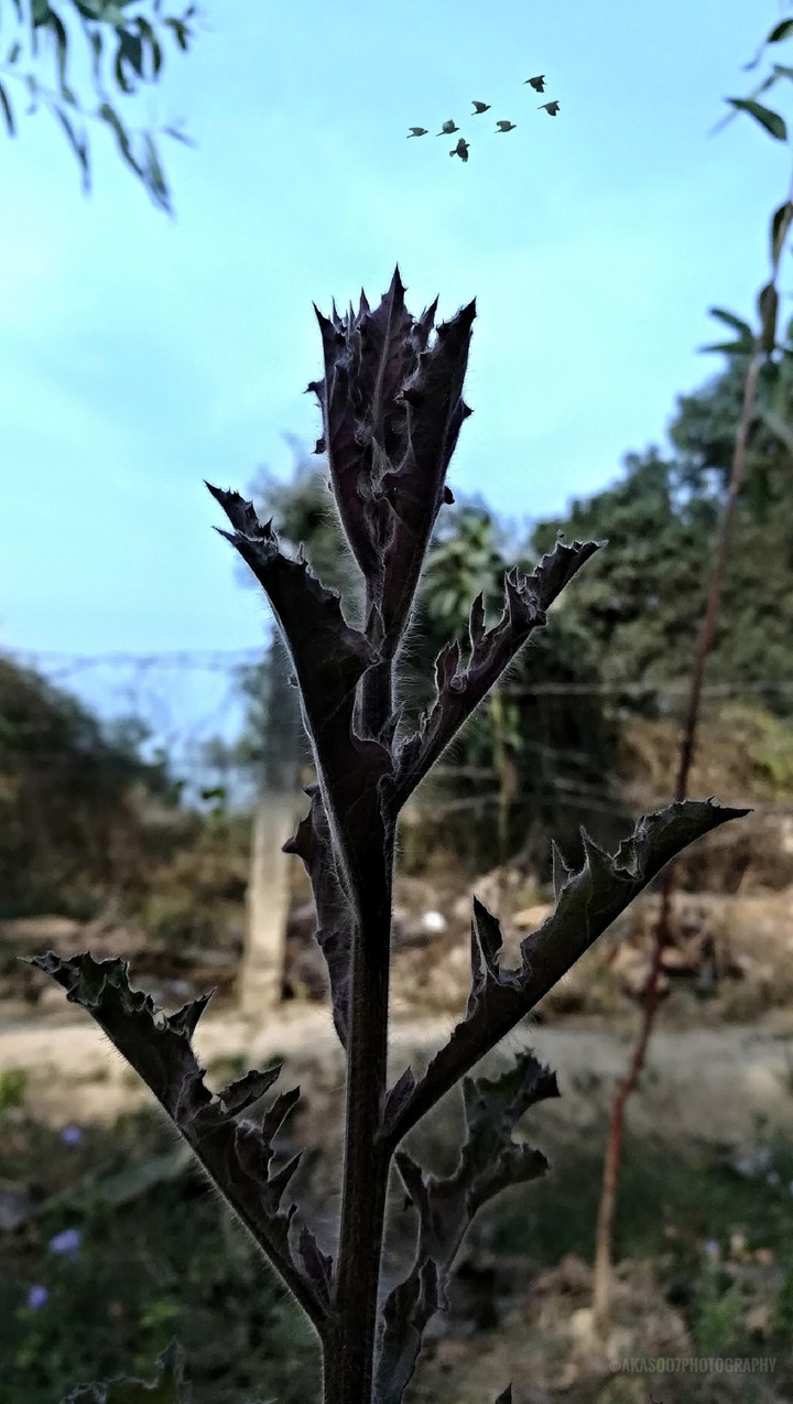 Just A Plant & Birds