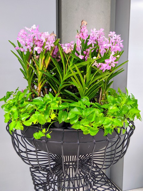Freshness#Flowers