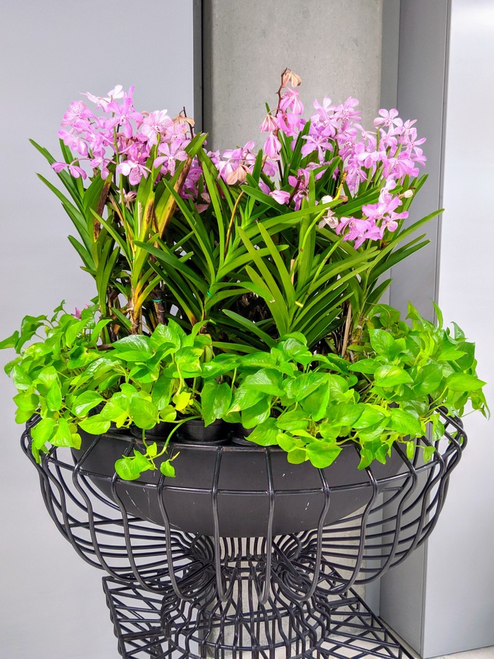 Freshness#Flowers