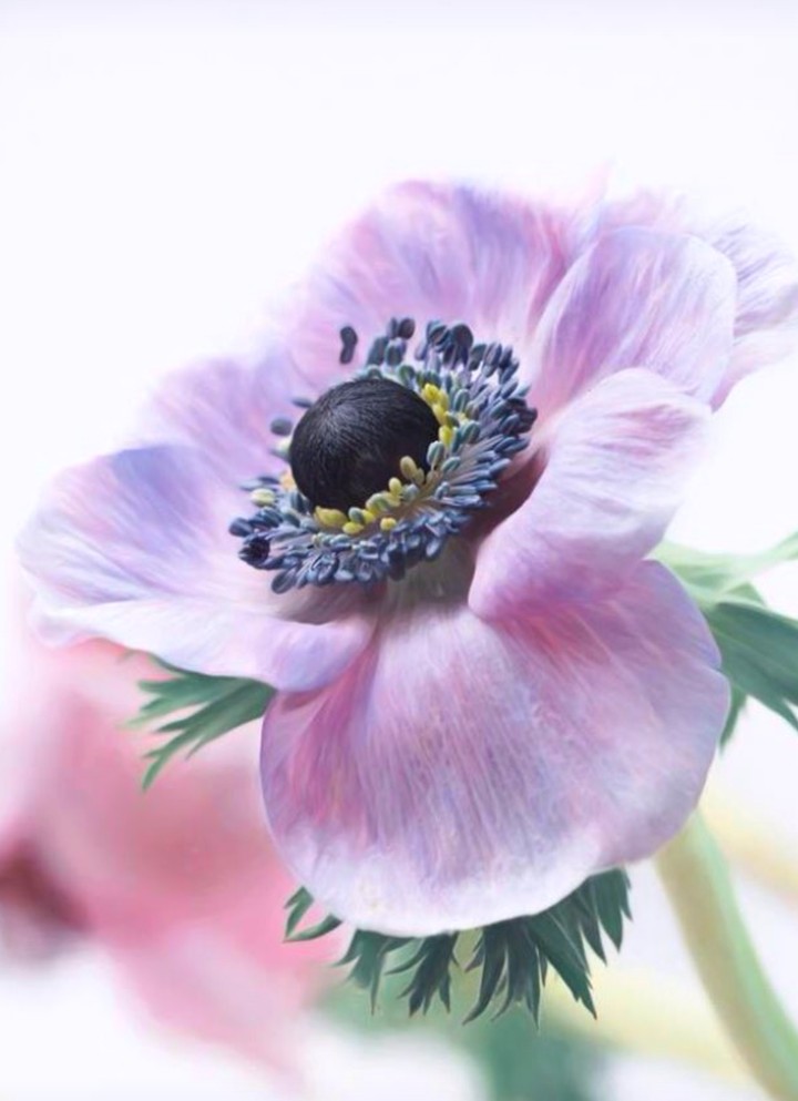 anemone sasanka