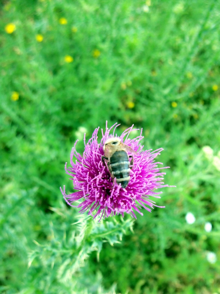 Bee sitting on a flower