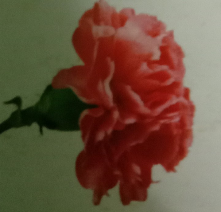 CARNATION...