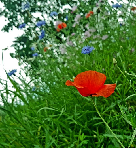 spring