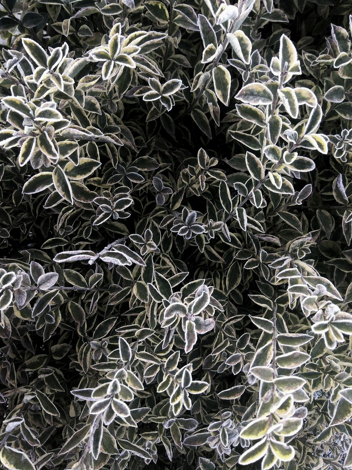 nature patterns