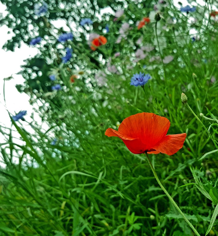 spring