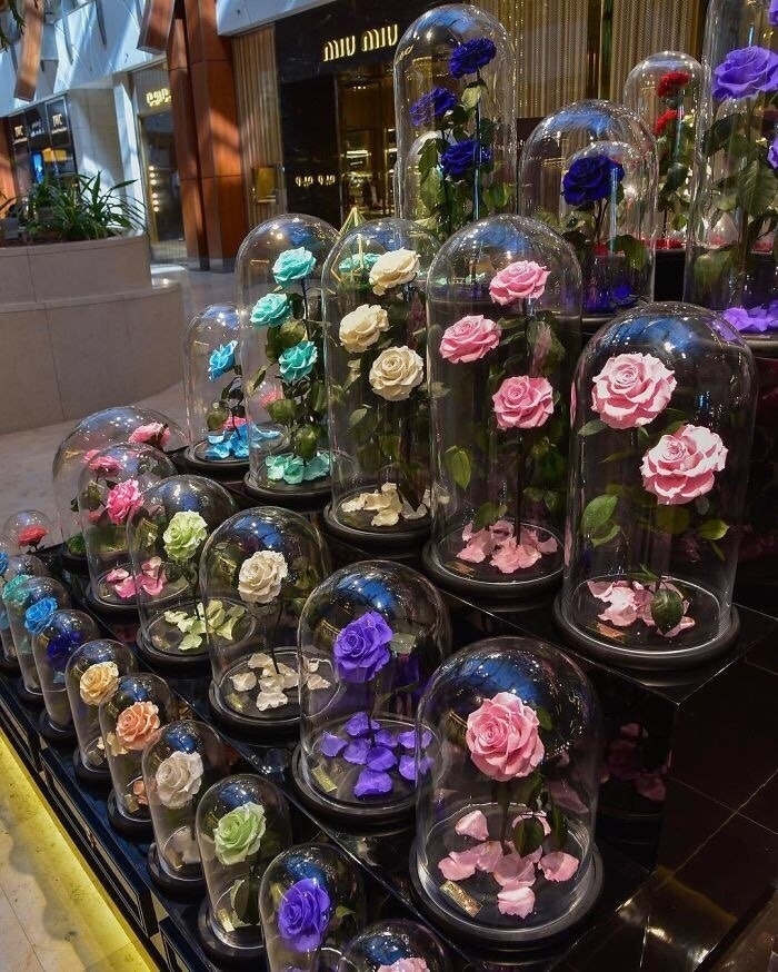 Beautiful roses