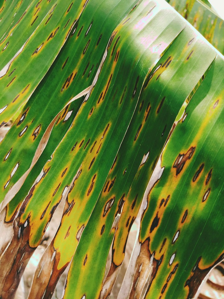 representante da natureza brasileira